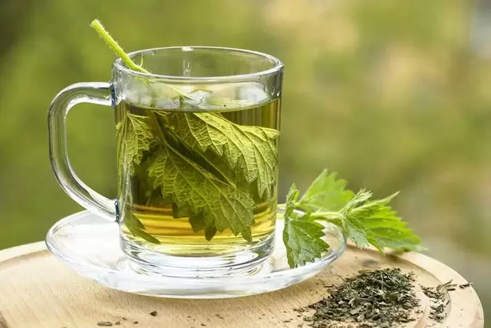 decoction of nettle for varicose veins