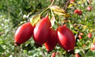 rose hip for the treatment of varicose veins