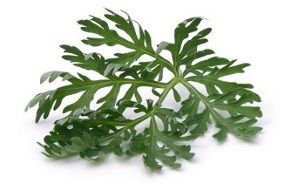 the use of wormwood for the treatment of varicose veins