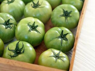 unripe tomatoes for varicose veins